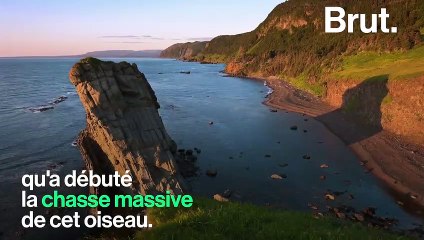 Comment le grand pingouin a-t-il définitivement disparu ?