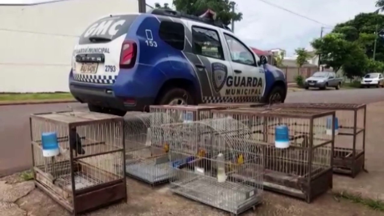 Guarda Municipal apreende aves silvestres no Jd. Padovani