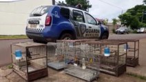 Guarda Municipal apreende aves silvestres no Jd. Padovani