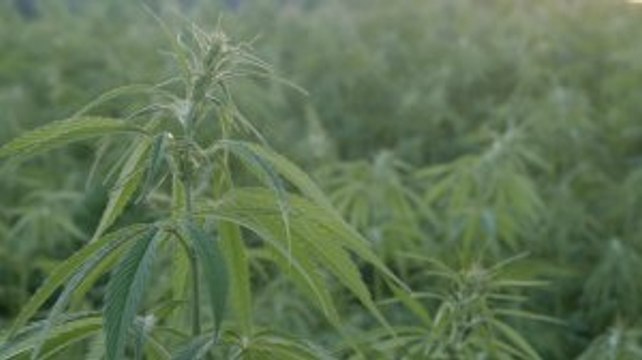 Cannabis Promoter Fined $4 Million For Allegedly Misleading Investors