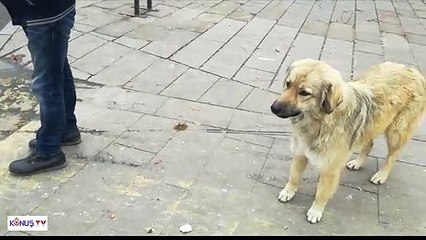 Dog Standing at Red Light in Traffic