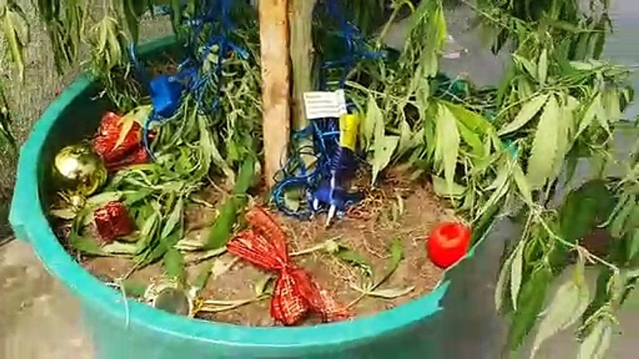 PM apreende pé de maconha enfeitada de decoração de Natal