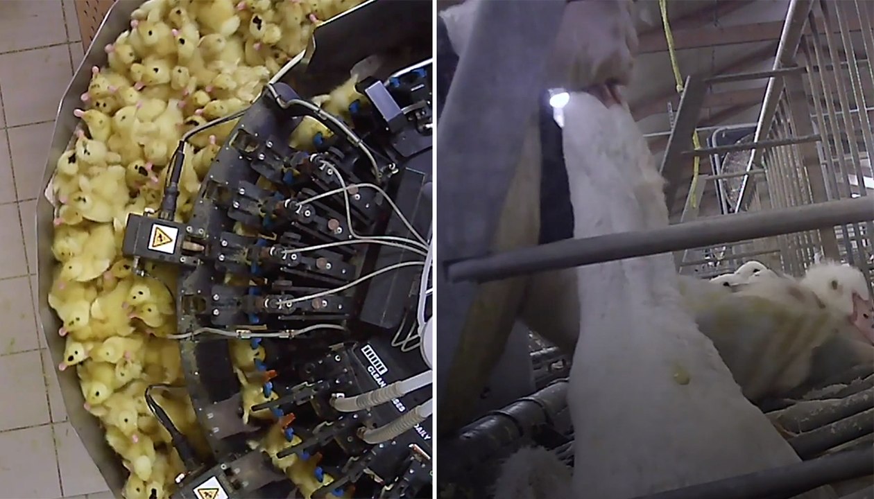 Dans l’enfer des canetons destinés à produire du foie gras