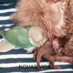 O amor não tem raça