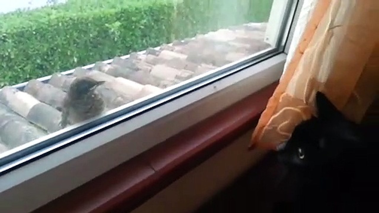 Un oiseau vient narguer un chat à travers la vitre