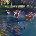Plusieurs cerfs magnifiques traversent un étang aux eaux transparentes...