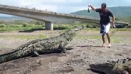 Il nourrit un crocodile de 4m de long... Belle bête