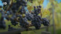 Küresel ısınma: Norveç'te şarap üretimi