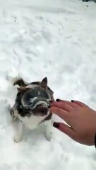 Ce chien explore son jardin enneigé avec des lunettes de ski !