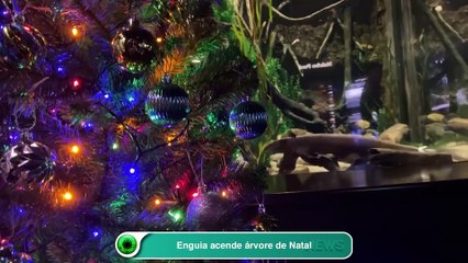 Enguia acende árvore de Natal