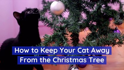 Cats Love Christmas Trees