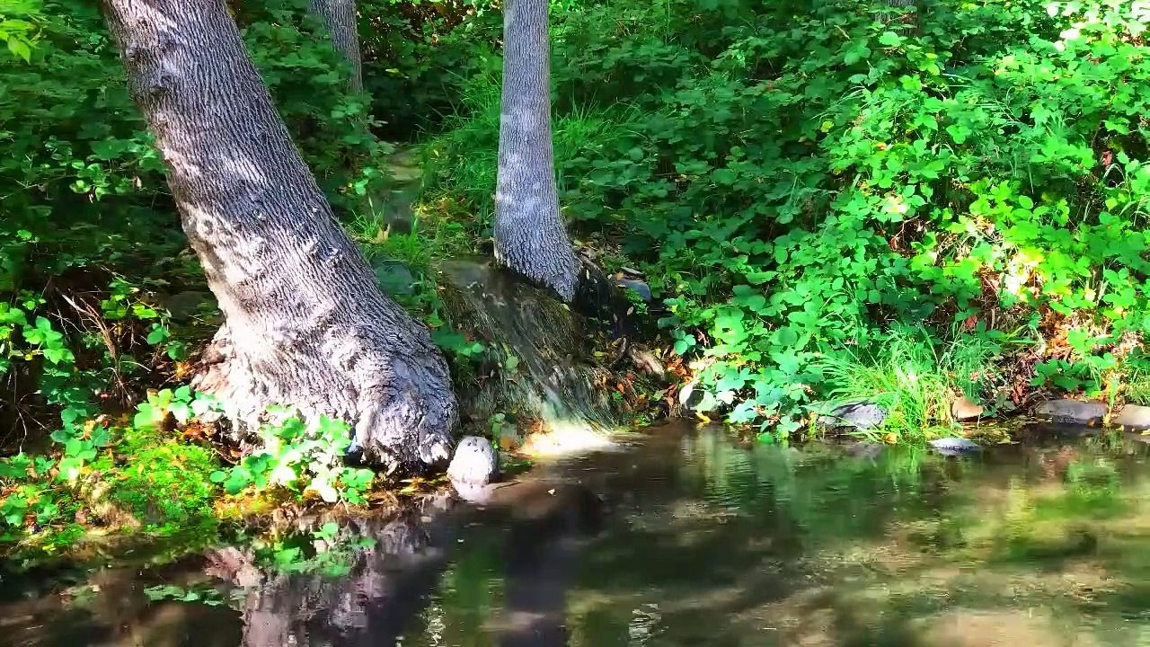 GENTLE STREAM in a woods - Relaxing river & birds sound Relax nature in forest water pond herbs ruisseau strom #تيا 流 흐름 corriente ストリーム córrego поток প্রবাহ #धारा aliran ਸਟਰੀਮ ruscello beek Wald غابة 森林 숲 bosque forêt floresta лес वन hutan ป่า rừng asmr