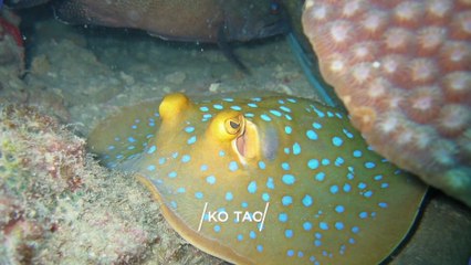 "KO TAO" Top 22 Tourist Places | Ko Tao Tourism | THAILAND