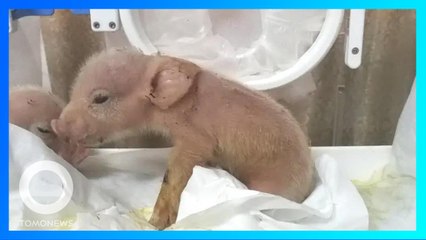全球首隻豬猴混合體長這樣 出生一週夭折