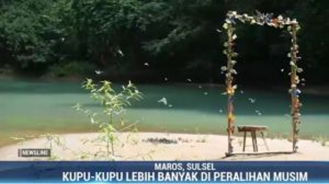 Melihat Indahnya Kerajaan Kupu-kupu