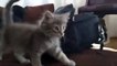 Kitten jumping chairs | Cuteness overloaded | Nature is Amazing | Kitten Videos