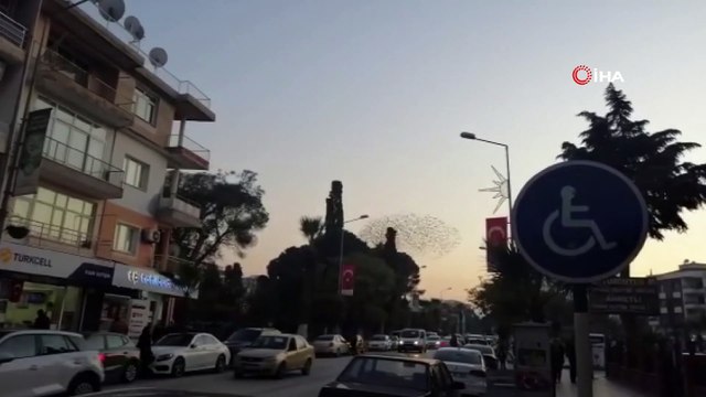 Sığırcık kuşlarının gökyüzündeki dansı görsel şölen sundu