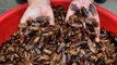 Amazing facts behind why china breed cockroaches | கரப்பான் பூச்சிகளை வளர்க்கும் சீனா!