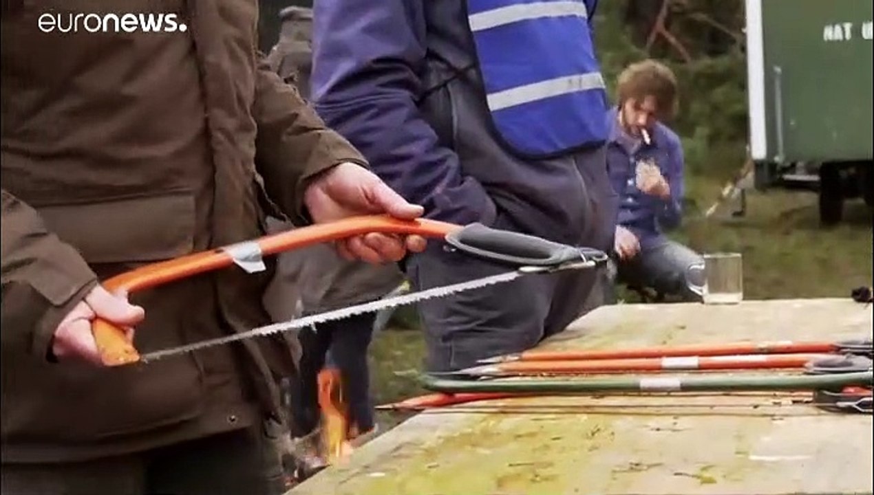 Niederlande: Weihnachtsbäume selbst fällen und den Wald schützen
