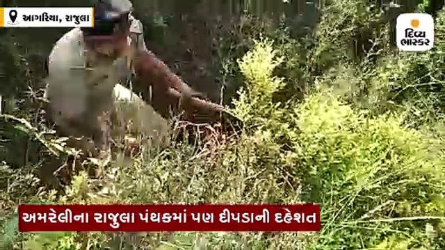 રાજુલાના આગરીયામાં દીપડો પાછળ પડતા ખેતમજૂરે દોટ લગાવી જીવ બચાવ્યો