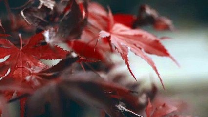 Red Autumn Leaves - Isam Mansour