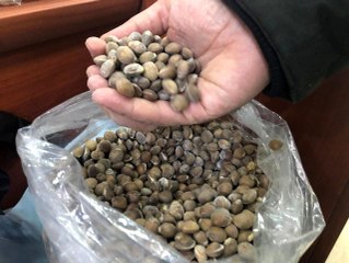 Siirt bıttımı altınla yarışıyor