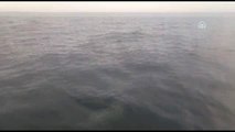 Marmara Denizi'ndeki yunus balıkları tekneye eşlik etti - BALIKESİR