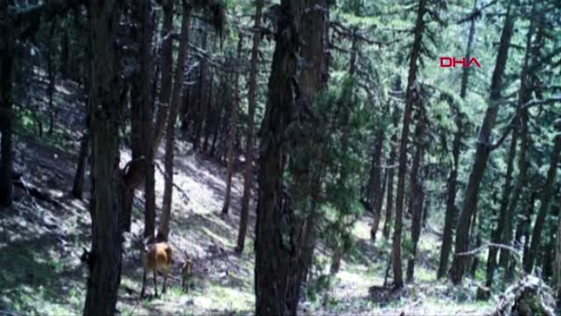 Afyonkarahisar'da yaban hayatı fotokapana yansıdı