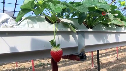 Hatay’da Topraksız Tarım Başladı