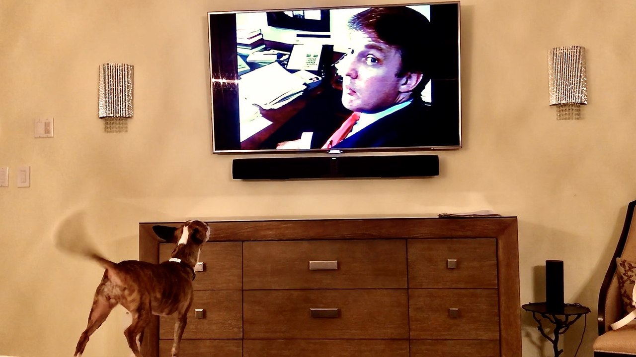 FUNNY - Chihuahua Goes Berserk Seeing Trump on TV , but Comatose with Obama