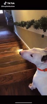 Un chien descend les escaliers doucement puis décide de descendre à sa façon