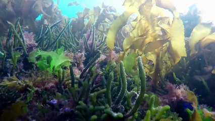 SIN CONSERVANTES - Pto MADRYN