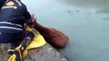 Sulama kanalına düşen inek itfaiye ekipleri tarafından kurtarıldı