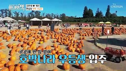 【LA 핼러윈 핫플】 호박밭에 등장한 큰손 母子 ㅎㄷㄷ;