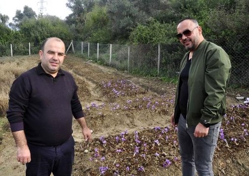İki girişimci arkadaş, deneme amacıyla başladığı safran ve salep üretiminde başarılı oldu