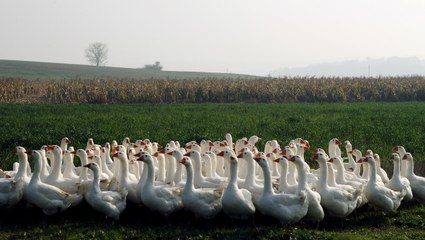 Este coche para y cede el paso a una fila de gansos... que resultaron ser más de un millar