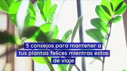 5 consejos para mantener a tus plantas felices mientras estas de viaje