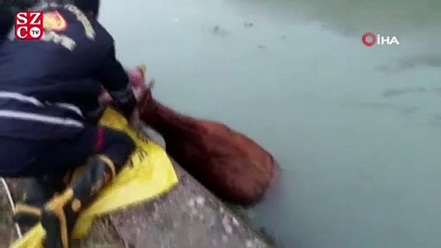 Sulama kanalına düşen ineği itfaiye kurtardı