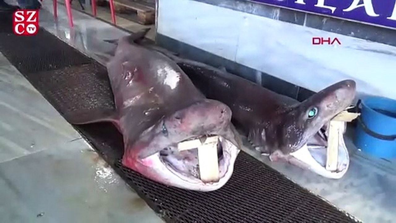 Tekirdag Da 2 Kopek Baligi Yakalandi Son Dakika Haberleri