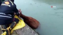 Sulama kanalına düşen ineği itfaiye ekipleri kurtardı