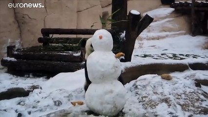 Съела нос и сломала голову