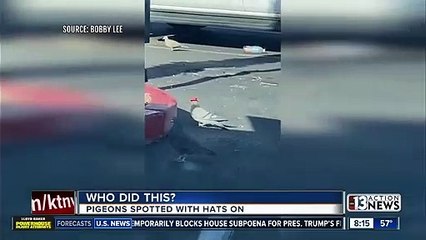 Pigeons avec des chapeaux de cowboy à Las Vegas