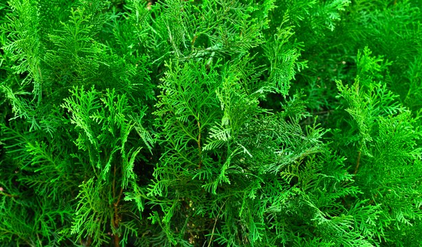 Vos Questions Jardin: tailler ses thuyas