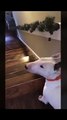 Voici comment cet adorable chien décide de descendre les escaliers