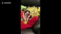 You're a sleepy one Mr Grinch! Bulldog dressed as favourite Dr Seuss character snoozes on sofa
