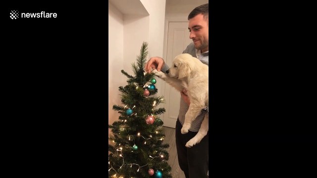 Santa's little helper! Adorable puppy helps owner decorate Christmas tree