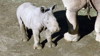 The Future Looks Bright - Rhino Calf Named Future
