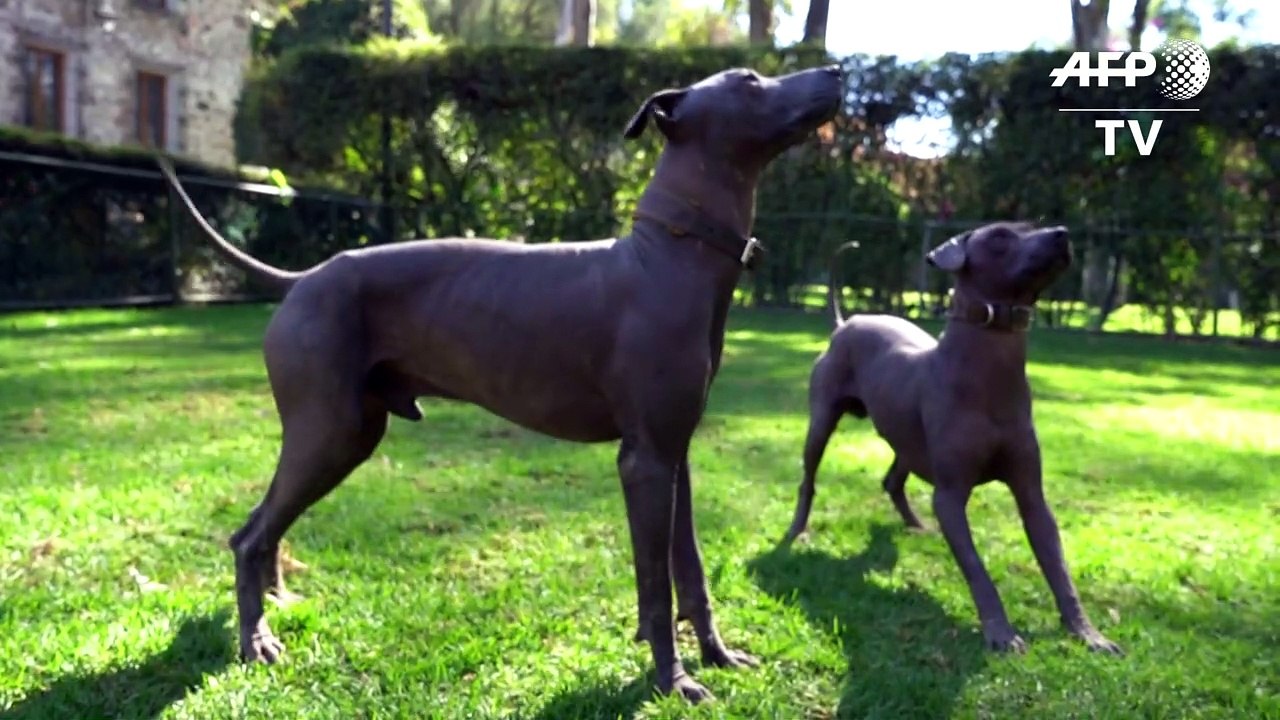 O cachorro da moda