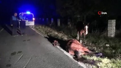 Telef olan arkadaşının yanından ayrılmayan at duygulandırdı