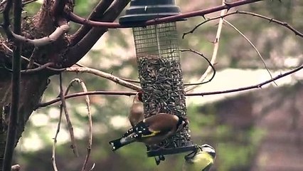 bataille-oiseaux